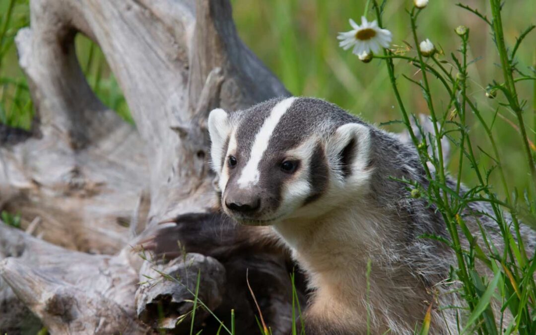 Simpcw Badger Study: A Milestone in Wildlife Conservation