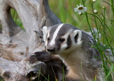 Simpcw Badger Monitoring Program (Sq̓ítxleqs Project)