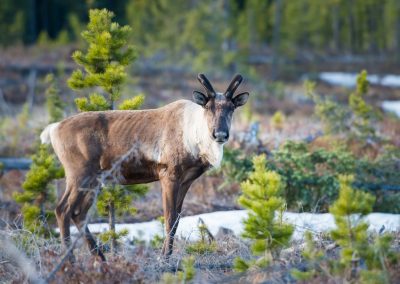 Selcwéycen (Caribou) Road Restoration