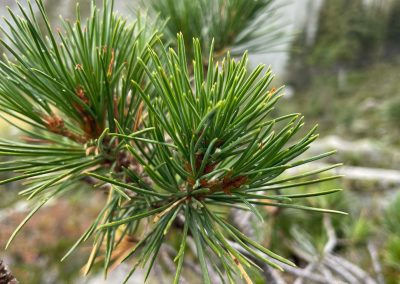 Whitebark Pine Restoration Project