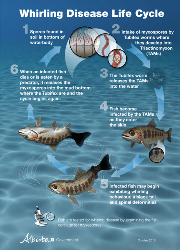 Whirling Disease Life Cycle