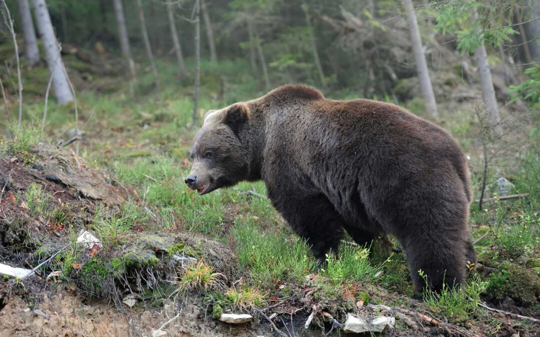 Grizzly Bear Knowledge Learning Circle