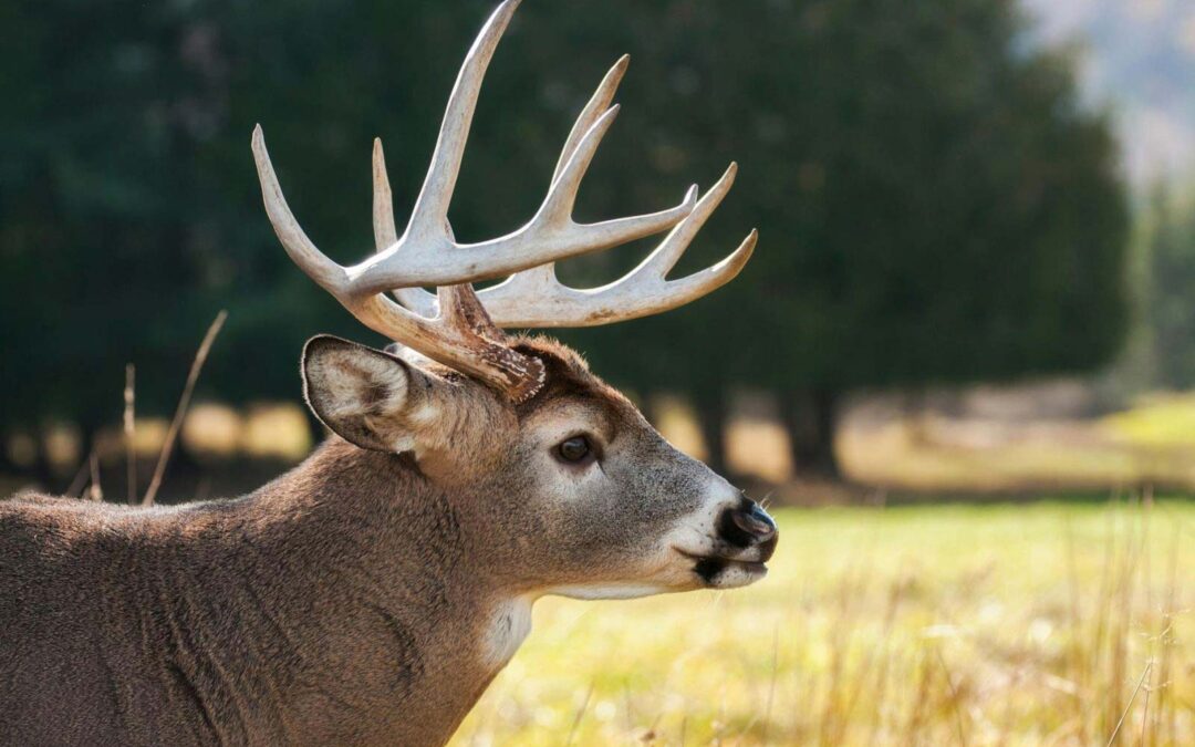 Chronic Wasting Disease