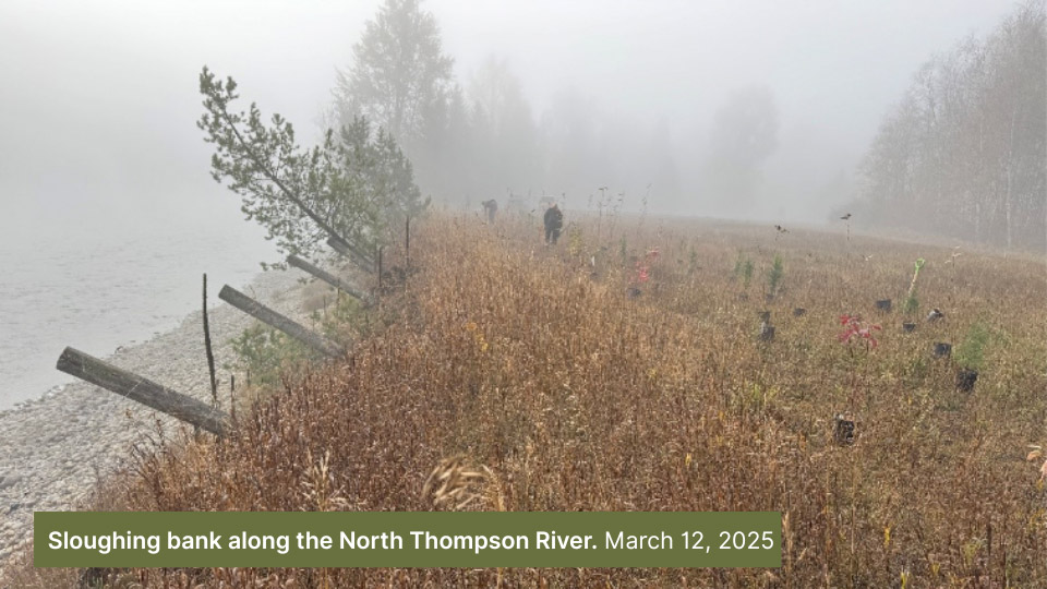 Sloughing bank along the North Thompson River, March 2025