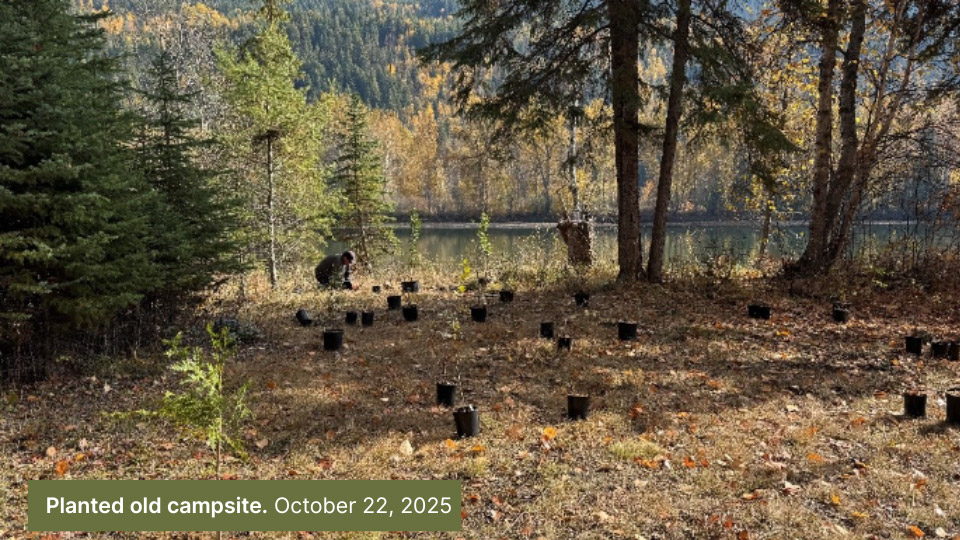 Planted old campsite, October 2025