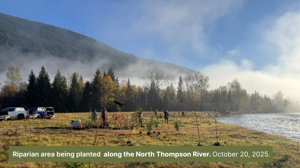 Riparian area being planted along the North Thompson River, October 2025